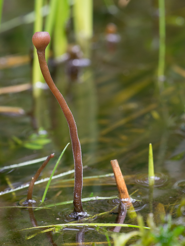 Myriosclerotinia caricis-ampullaceae